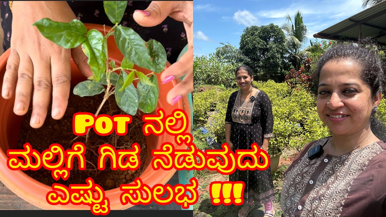 Pot ನಲ್ಲಿ ಮಲ್ಲಿಗೆ ಗಿಡ ನೆಡುವುದು ಎಷ್ಟು ಸುಲಭ!!! 