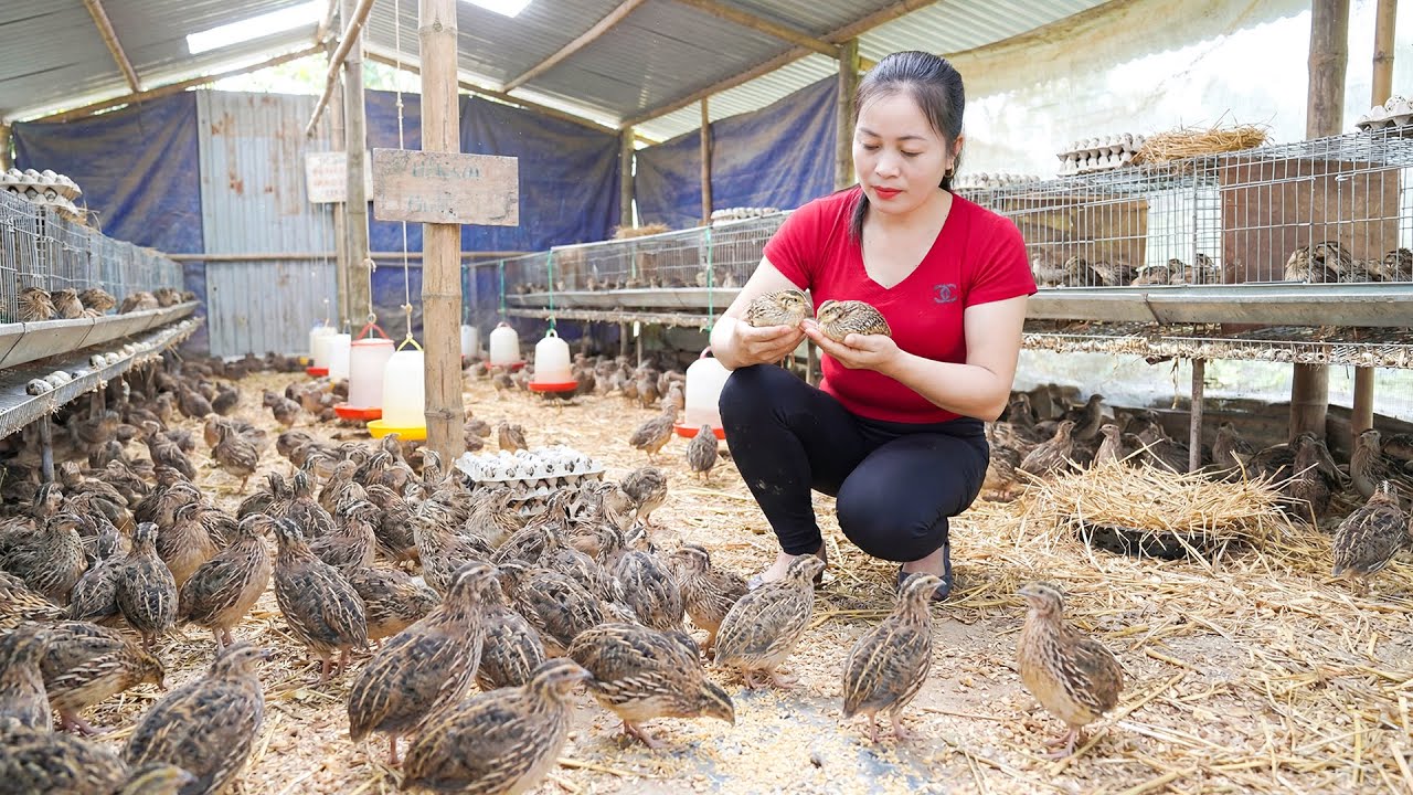 Harvesting 1000 Wild Quails, Use Truck Transport Many Quails Goes Market to Sell