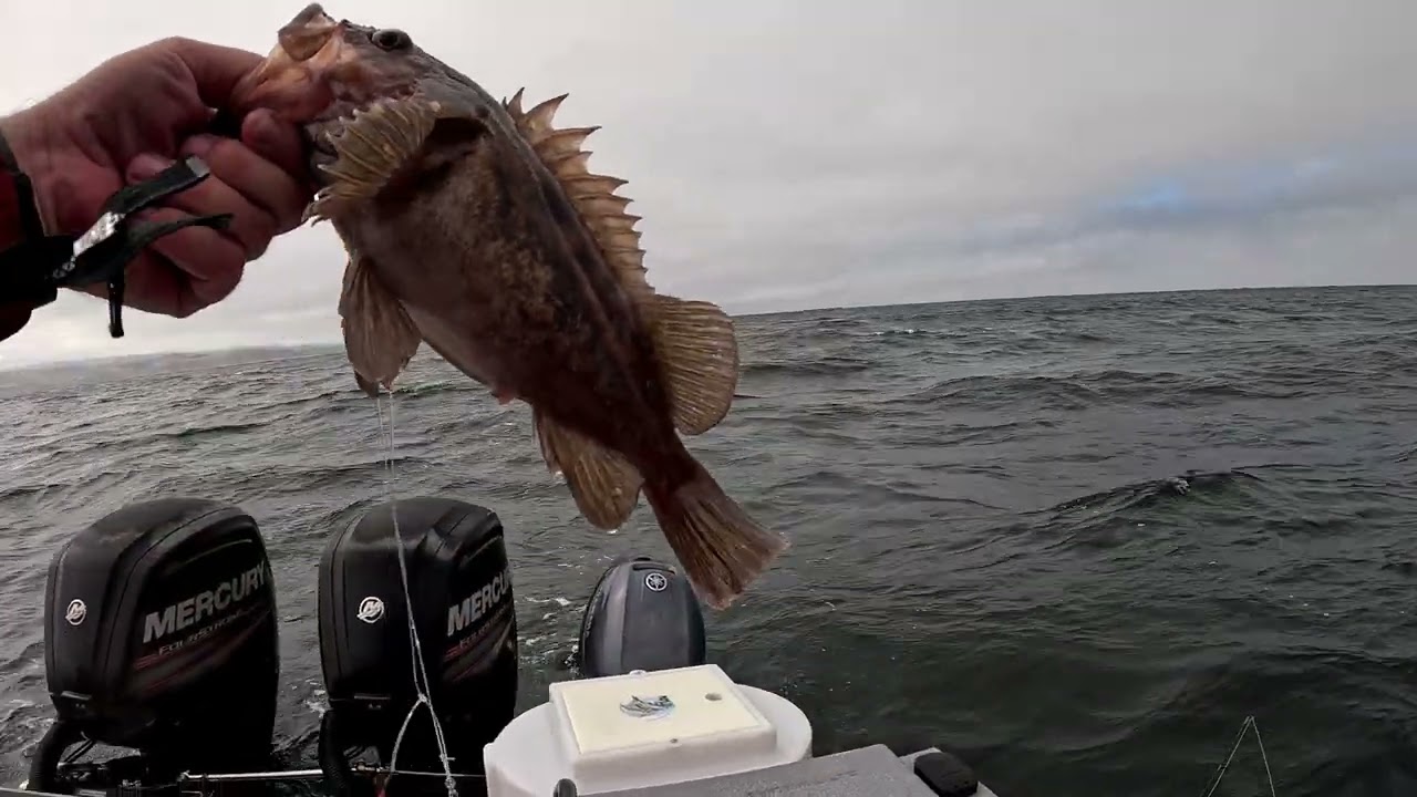 Rock Fish, Pacific Ocean. Canary . Lingcod. Ловля риби в Тихому Океані. Тріска. Скелястого Окуня.