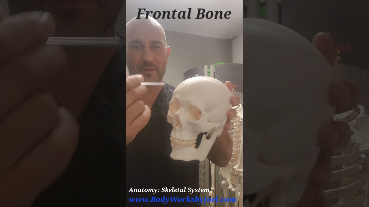 Anatomy: Frontal Bone