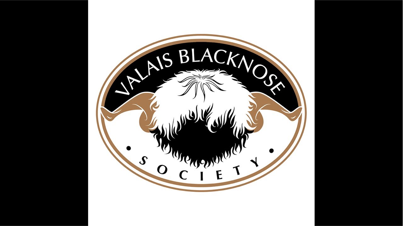 Valais Blacknose Carlisle (Grading and Showing) at 2.00pm until 4.30pm approx Friday 22nd August’25