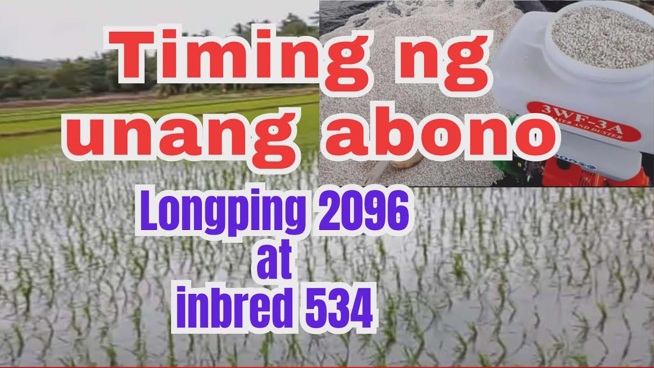 KAILAN ANG TIMING NG UNANG ABONO SA PALAY | @AgriSikap