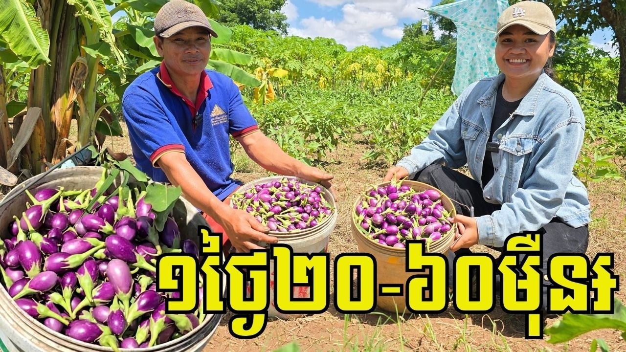 មិនមែនក្ដិបត្រប់...គោទេ ត្រប់ស្រួយពណ៍ស្វាយ១គីឡូ២៥០០៛ ដាំតែ២៥ថ្ងៃ បេះផ្លែលក់ ១០០-៣០០kg/ថ្ងៃ