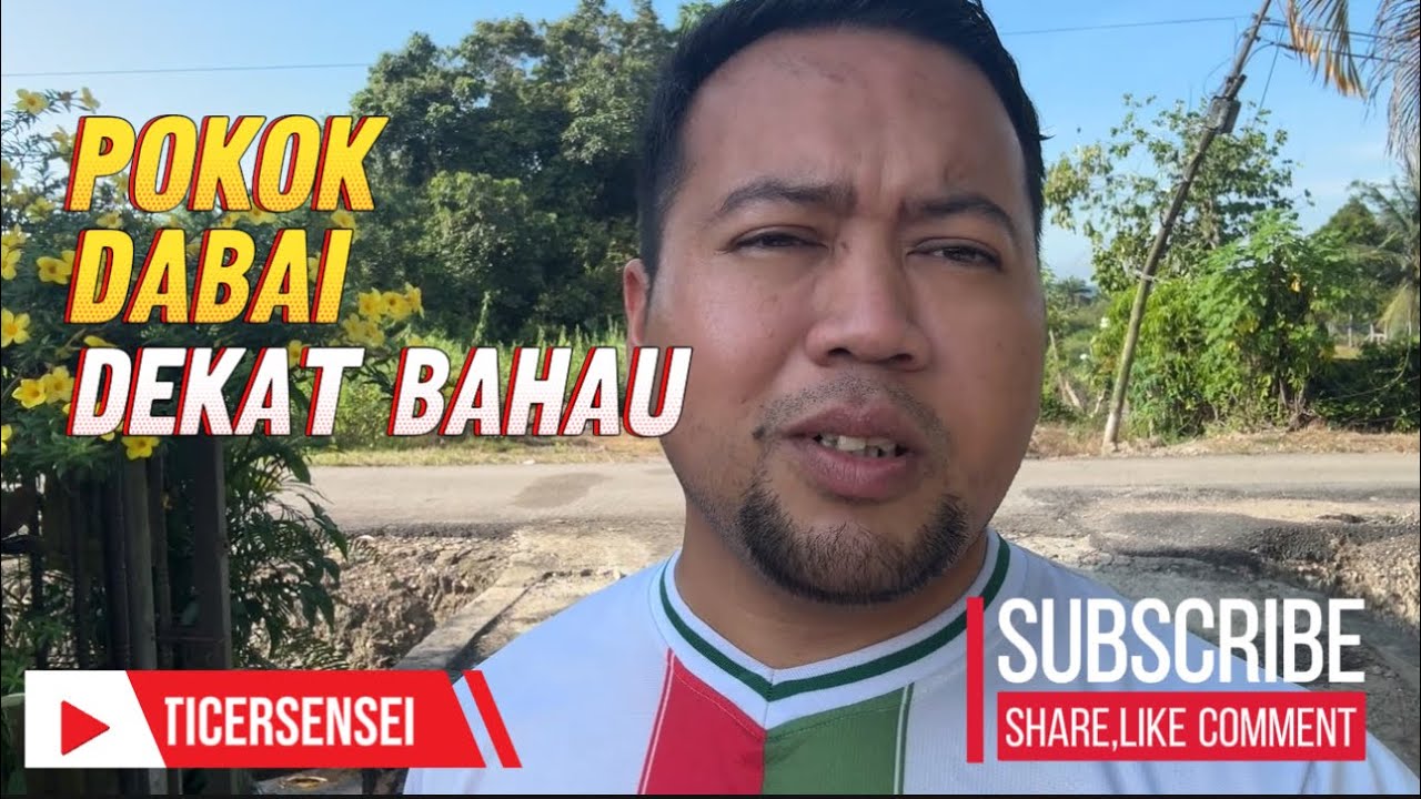 Pokok Dabai dekat Bahau Negeri 9
