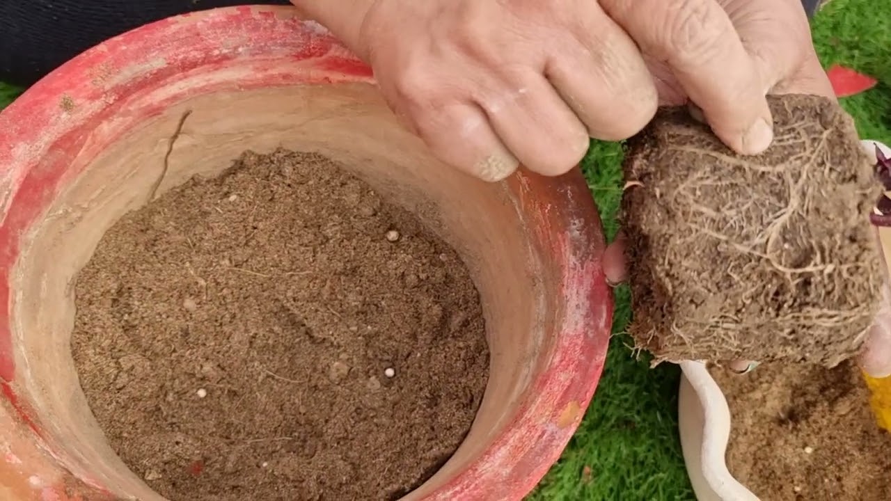 गमले में पौधा लगाने का सही तरीका | Pot Gardening for Beginners | Fun Gardening