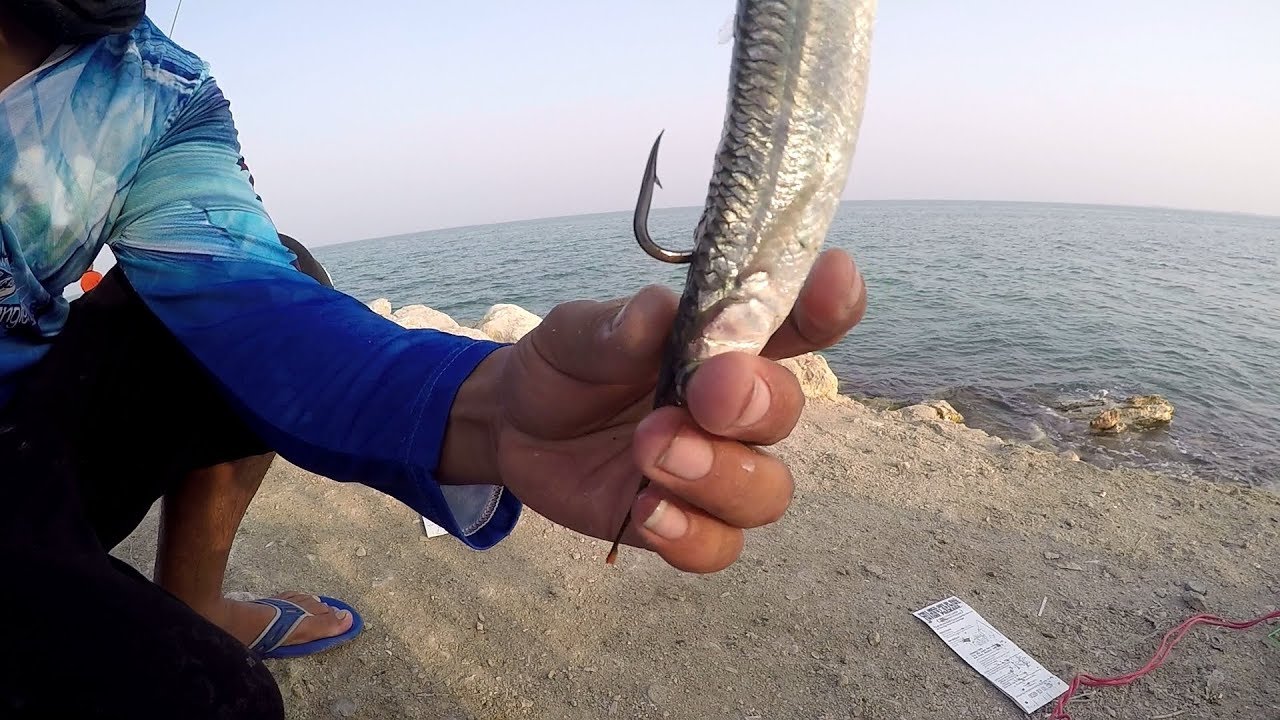 Fishing at Al khor Thakira (Travel) || By Himalayan Anglers