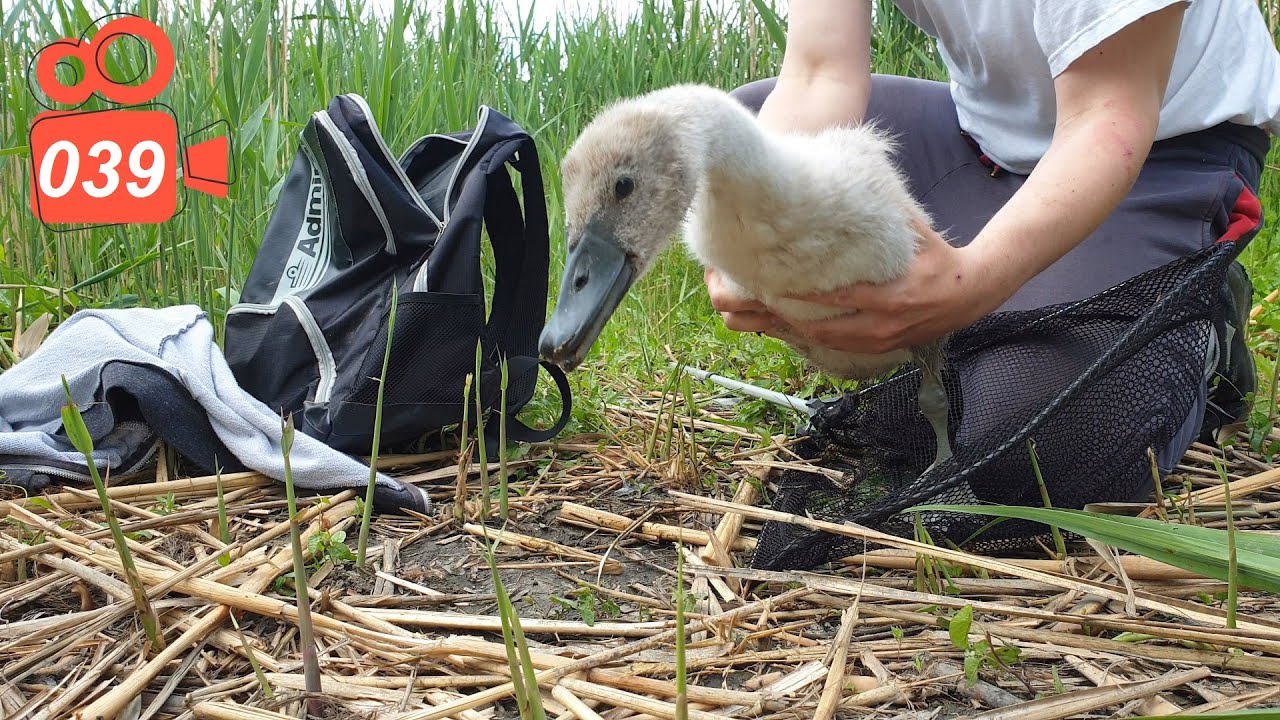 Successful rescue of a Cygnet from a fishing hook FULL VIDEO - Hissing Swan Family video 039