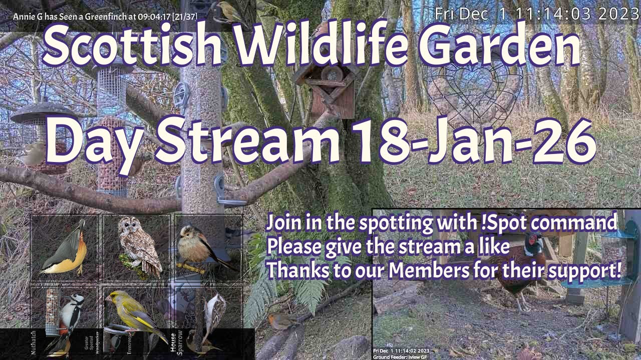 Day Stream January 18th 2026 | Bird Feeders, Wildlife Cameras Scotland UK from SWG