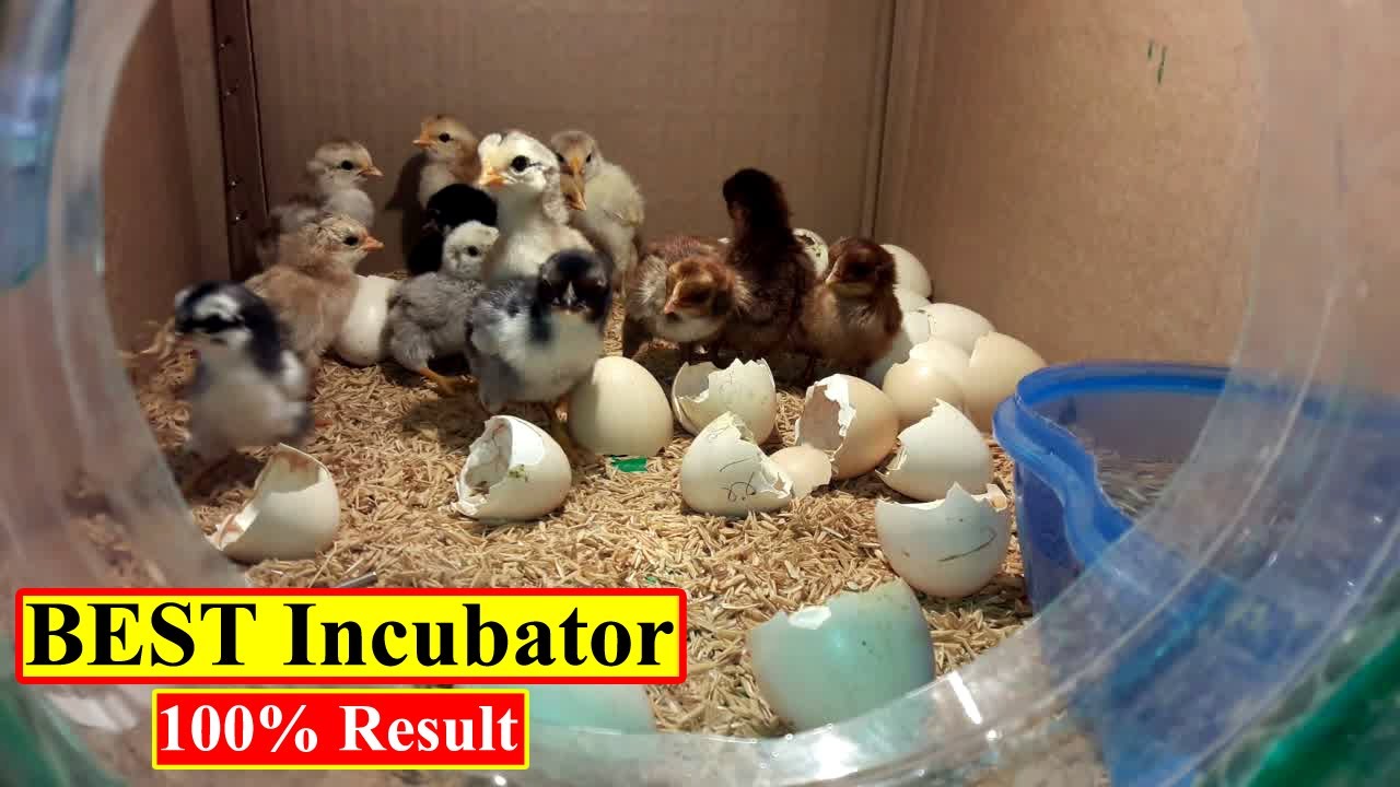 BEST INCUBATOR FOR CHICKEN EGGS WITH 100% EFFICIENCY | DIY | YOU CAN DO THIS