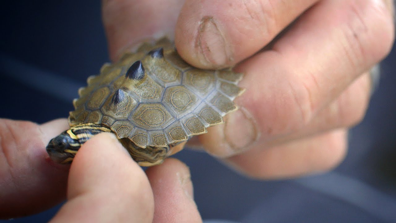 Sawback Baby Turtles