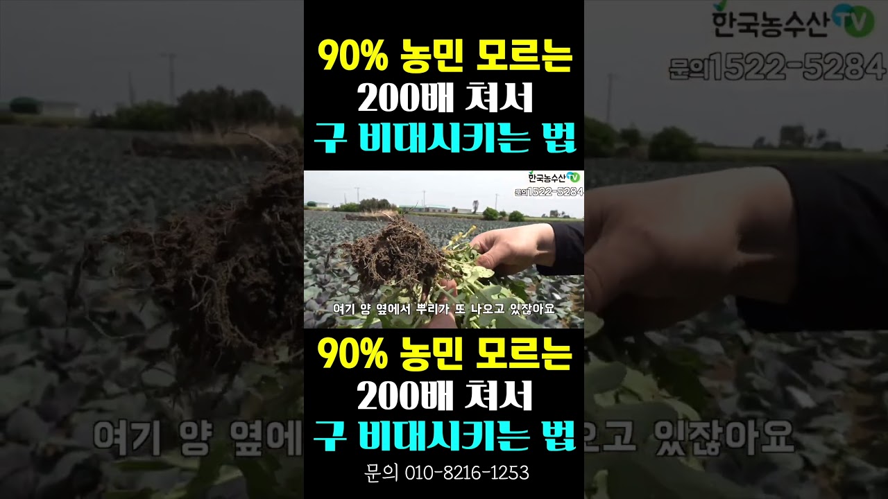 [한국농수산TV] 농민이 모르는, 200배 쳐서... 구 비대시켜 수확량 늘리는 법