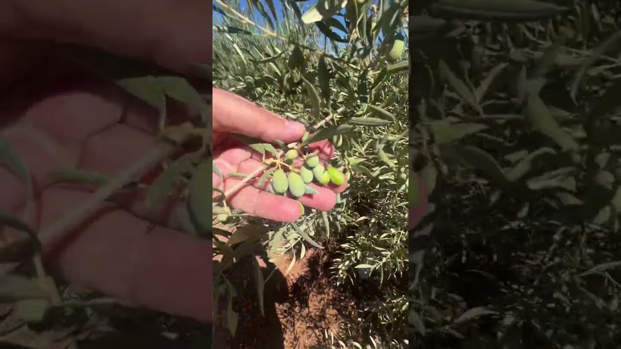 Los secanos son una realidad, y para muestra un olivar con 3 años de la variedad Lecciana. 🤯🤯🤯🤯🤯🤯🤯🤯🤯