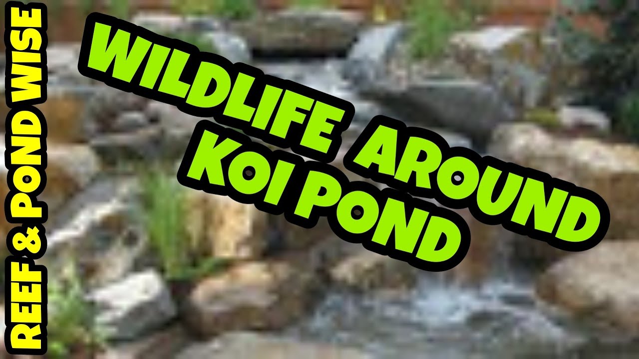Koi pond BIRDS. How to attract BIRDS.