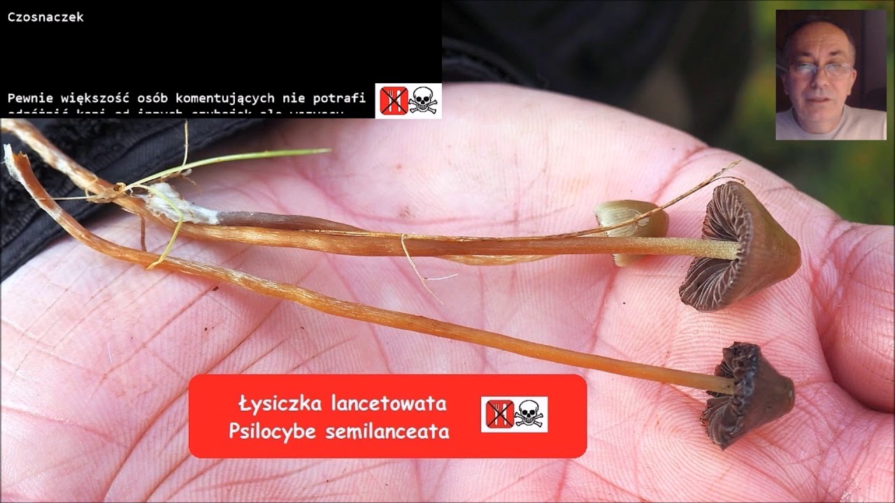 Rozwiązanie zagadki to :  łysiczka lancetowata - Psilocybe semilanceata