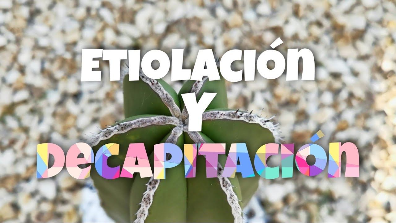 ¡Etiolación y Decapitación de un Cactus! 🌵 // Cactus Órgano // Pachycereus Marginatus // Any Grc