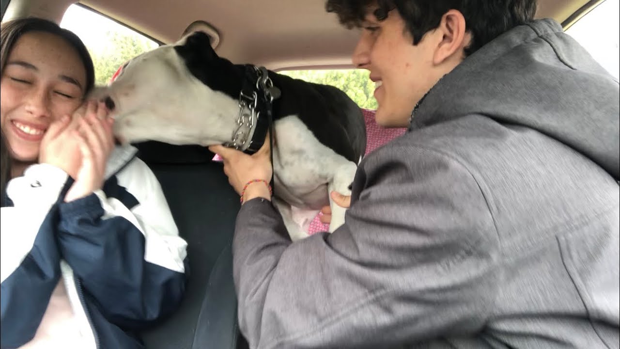 pitbull loves pretty girl and gives her tons of kisses