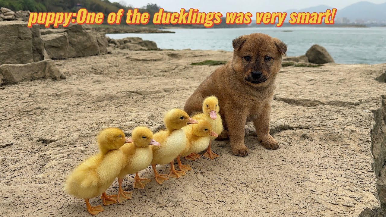How did the magical puppy tame a group of ducklings?puppy who loves ducklings the most in the world.