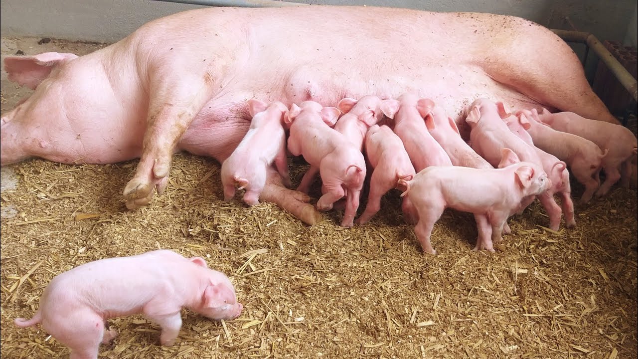 matrizes F1 primeira cria 🐷🐖