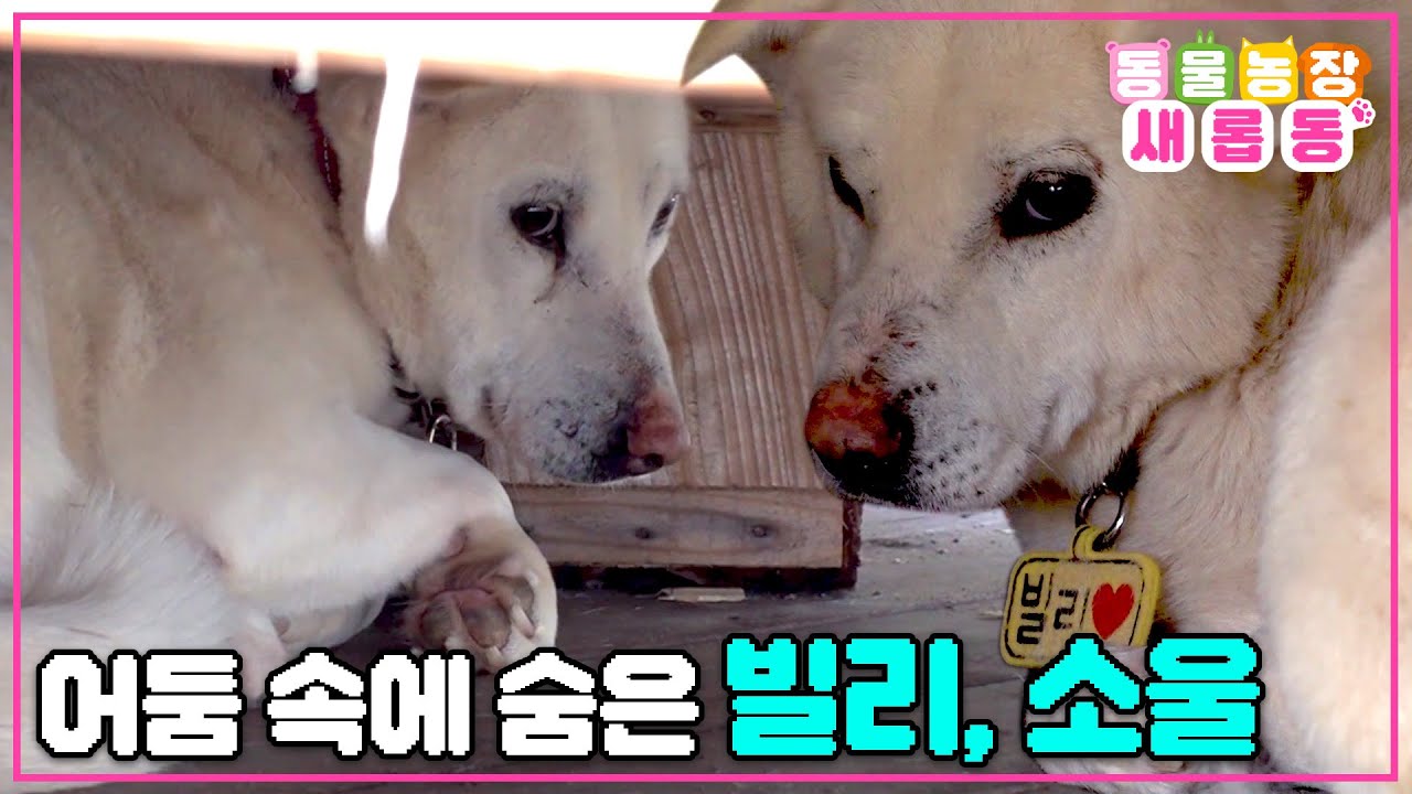 [#새롭동물농장] 잔뜩 웅크린 채로 사람을 무서워하는 빌리와 소울🐶 두 강아지에게 담긴 사연   / EP.1167 #TV동물농장 #AnimalFarm #SBSstory