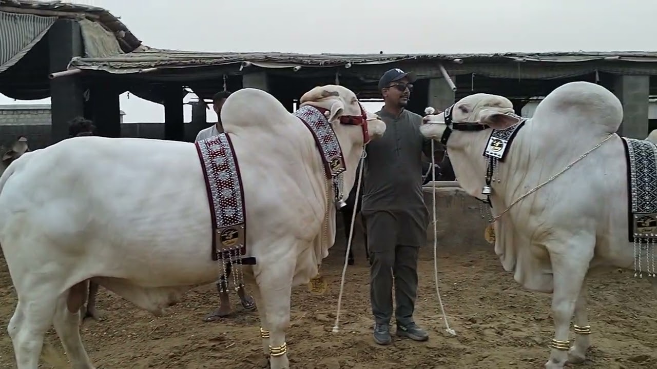 Please subscribe my YouTube channel like share karo ❤️🐄 Tara sitara ka video taiyar hone wali