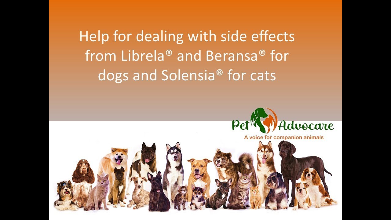 Help for dealing with side effects from Librela® and Beransa® for dogs and Solensia® for cats