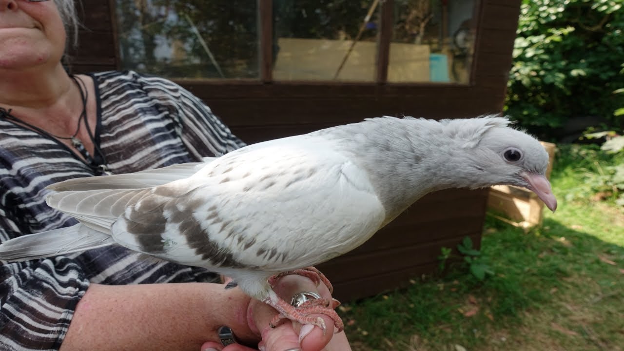 New Pet Pigeon..and first training session.