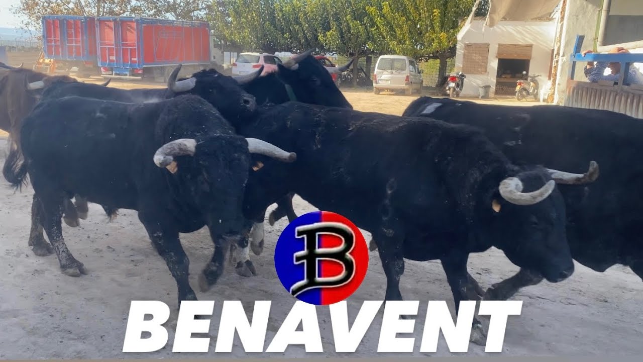 GANADERIA BENAVENT‼️ LABORES GANADERAS (6/11/24)