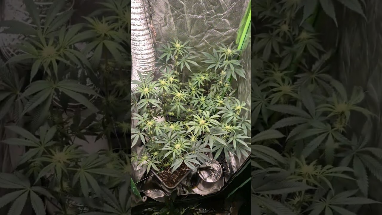 Gelato 44 Update💚🔥