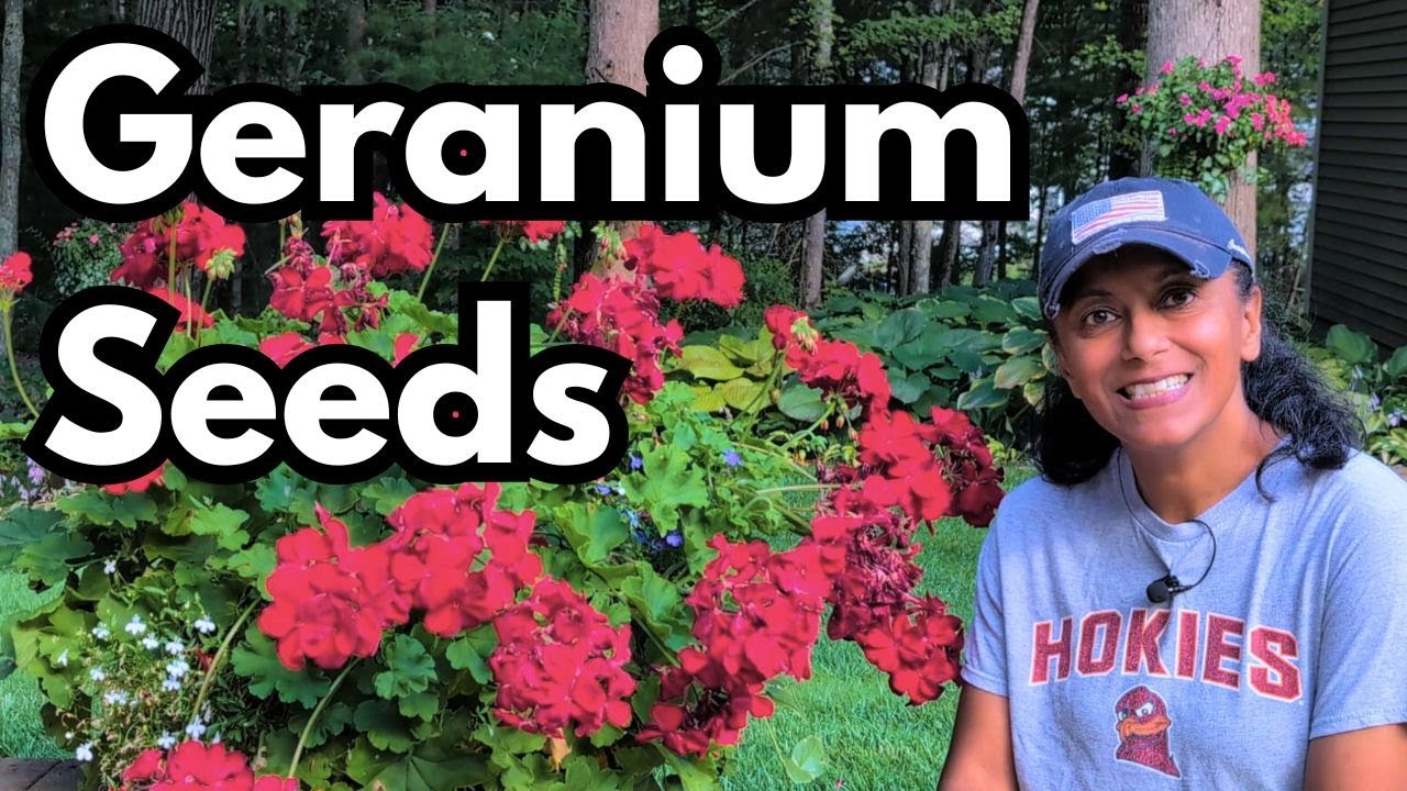 How To Collect Geranium Seeds | Harvest Save Zonal Pelargonium Annual Geranium Seeds