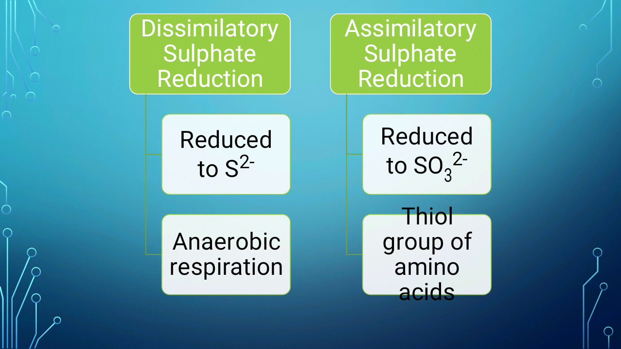 Diversity in Anoxic Ecosystems - Sulphate Reduction