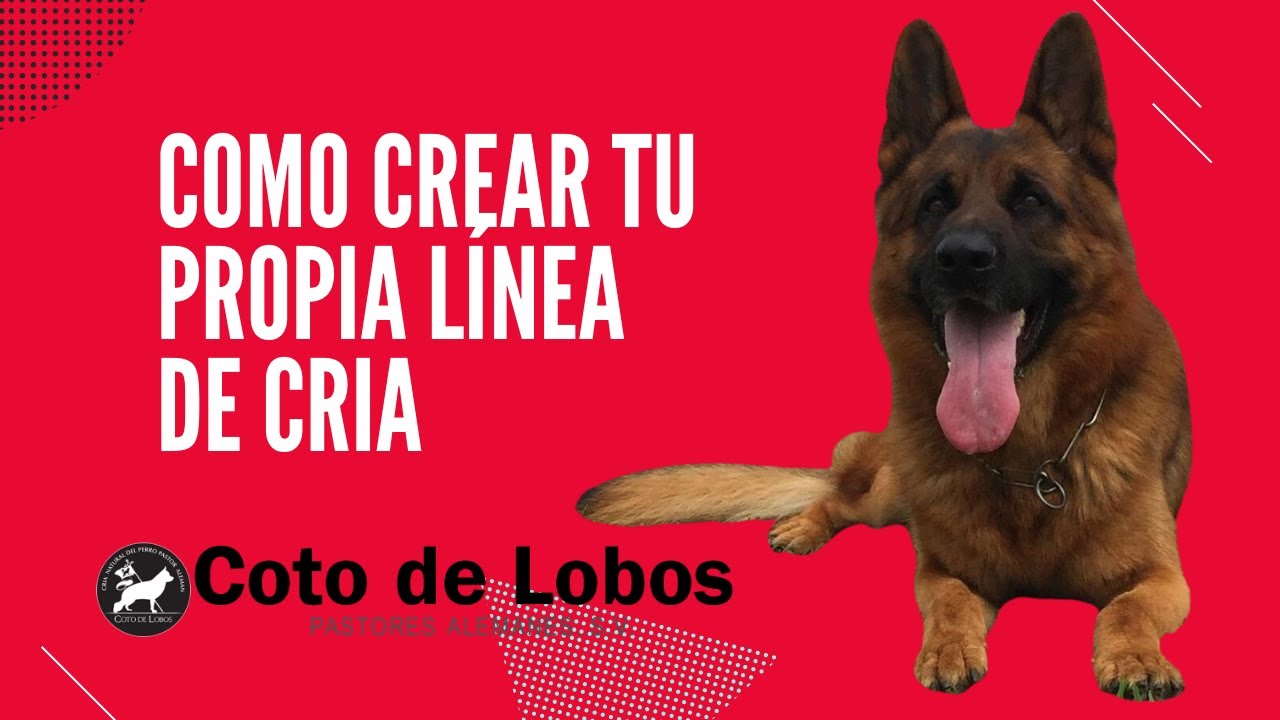Como Crear tu Propia Línea de Cría de Perro Pastor Alemán