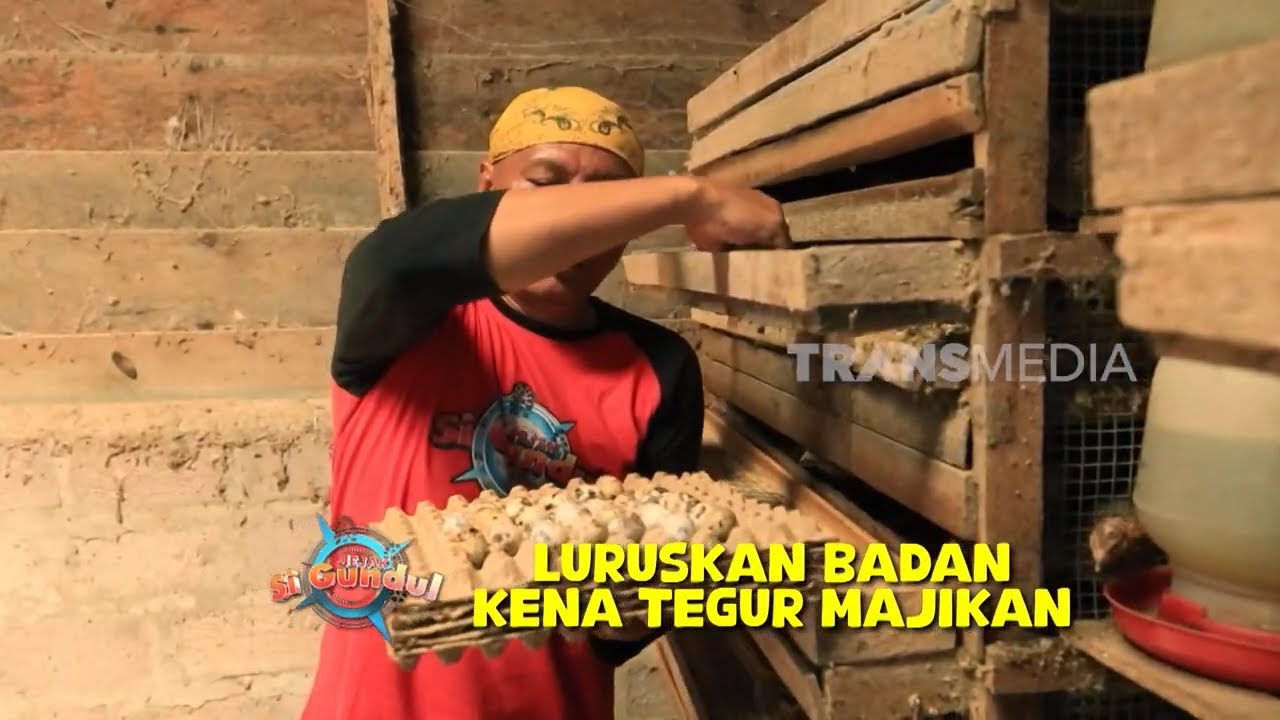 Pangek Burung Puyuh | JEJAK SI GUNDUL (27/05/25)