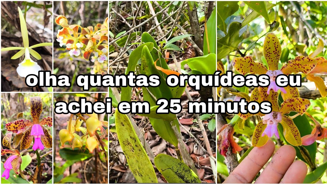 25 minutos com as melhores orquídeas da Bahia em seu habitat natural, um verdadeiro show da natureza