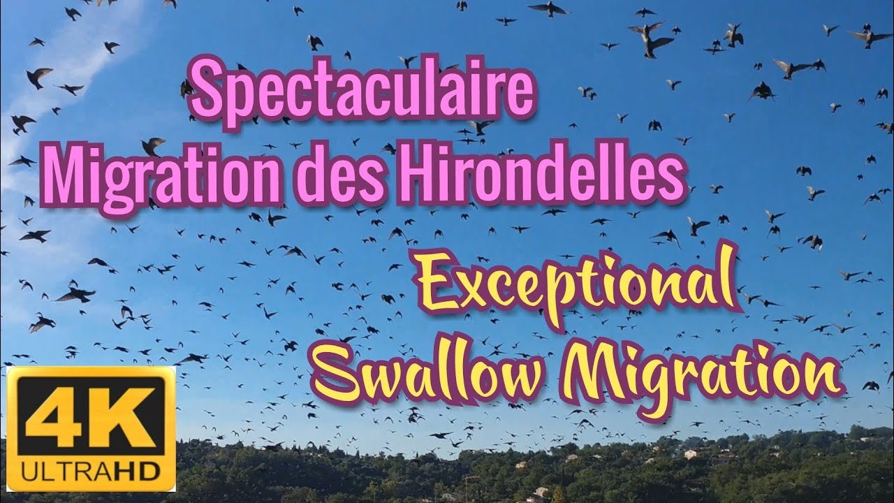 EXCEPTIONAL SWALLOW MIGRATION in 4K Ultra HD
