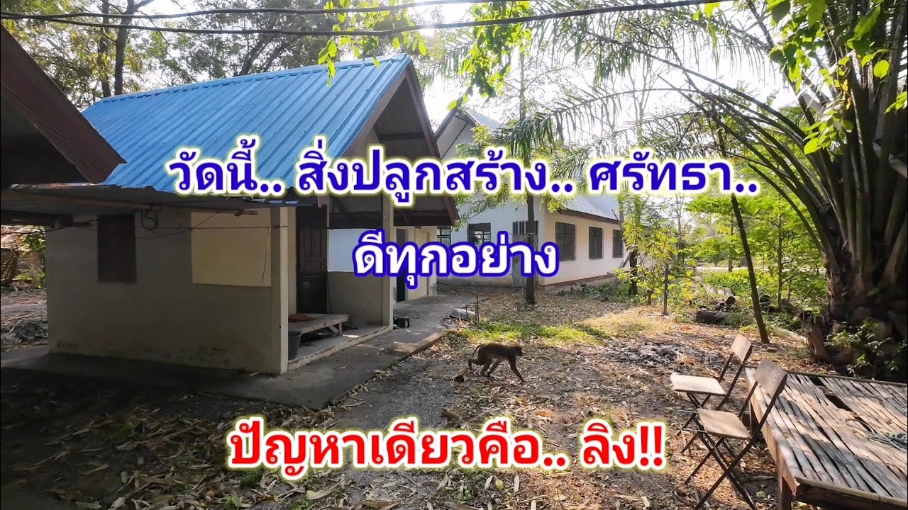 วัดนี้สิ่งปลูกสร้าง​ ศรัทธา​ ดีทุกย่าง​ ตัวปัญหาคือลิง!! 