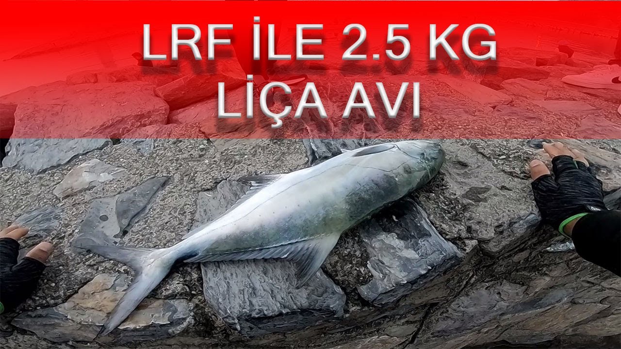 Alanya İskelede Yeğenim Barış'ın Lrf ile Liça Avı (2,5 KG) | VARSA ALIRIZ!!!