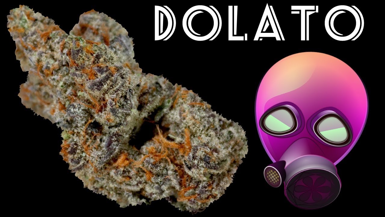Dolato OFFICIAL Strain Review