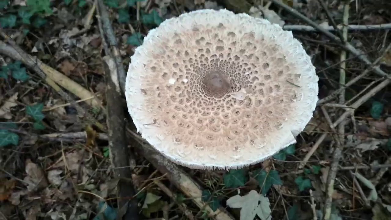 Random Stuff: Stinkhorn Eggs, Quit My Day Job, Leftovers, Parasol Mushrooms, Pickled Mustard Pods