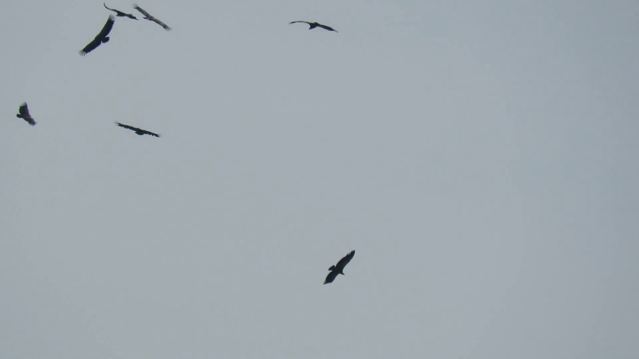 Vale Gier &ndash; Gyps fulvus - Annelies van Klinken