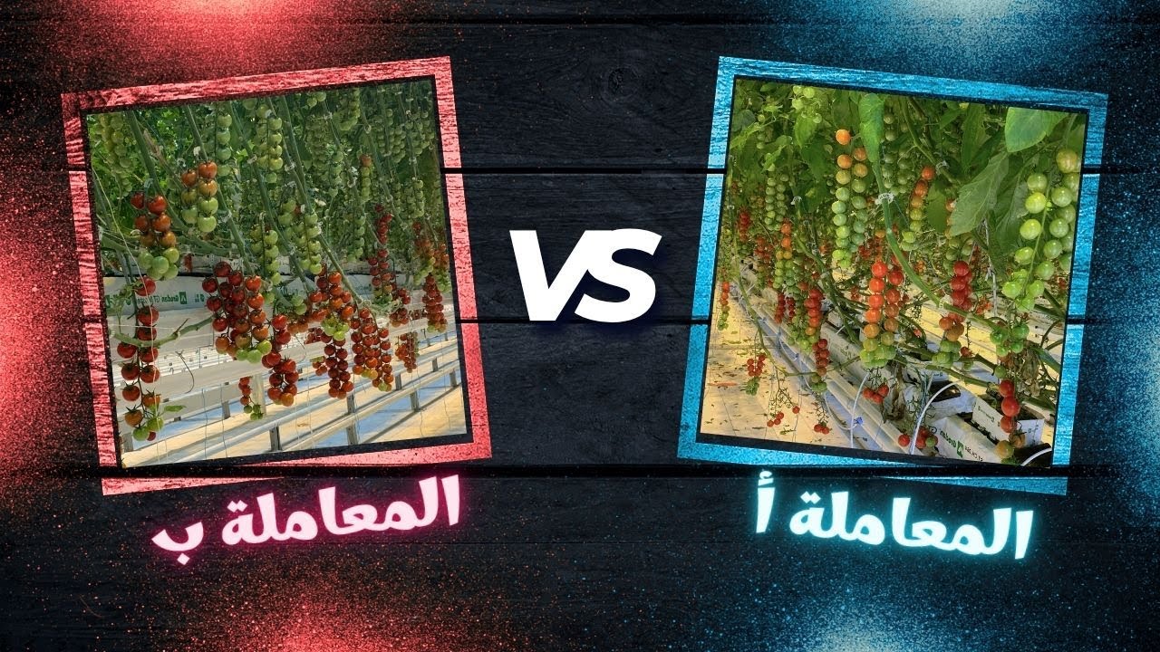 ليه معظم التجارب الزراعية بتفشل؟ | تصميم التجارب