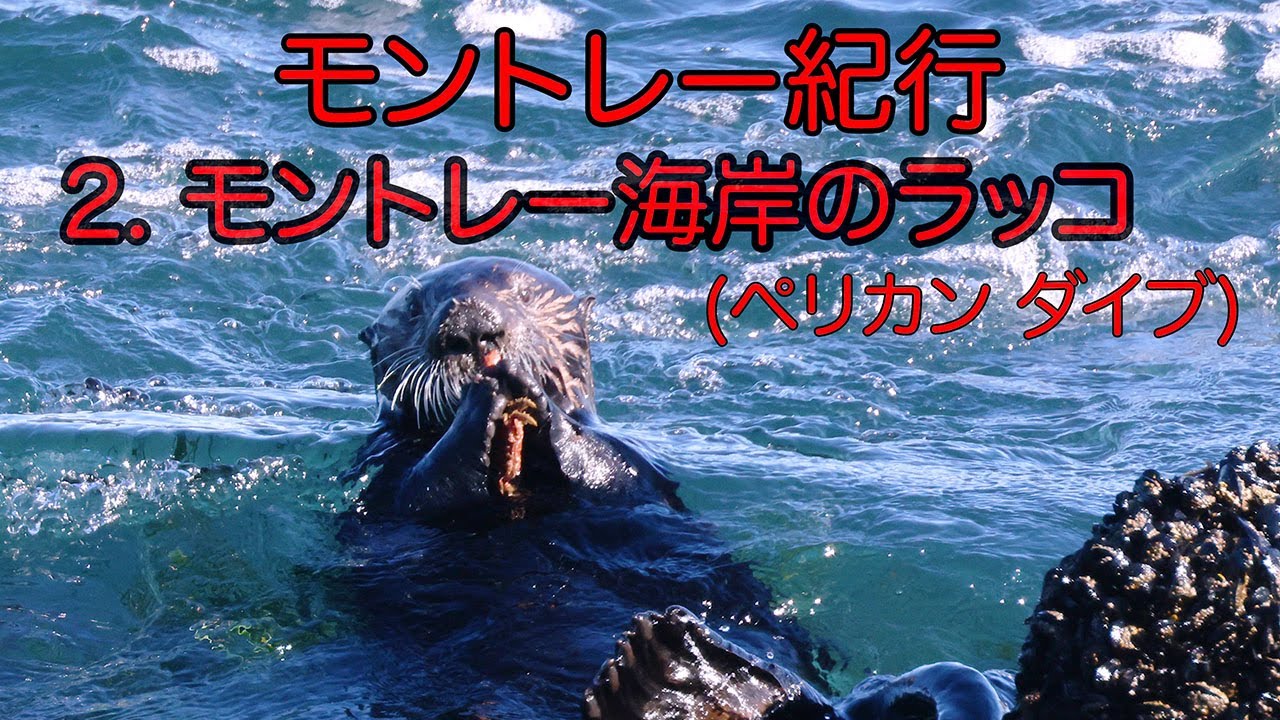 モントレー紀行  2.モントレー海岸のラッコ