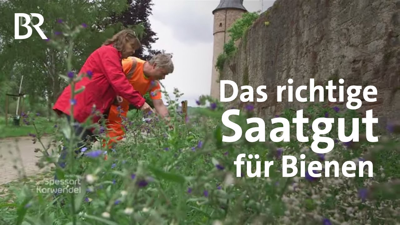 Welche Saatgutmischungen eignen sich für Bienen und Insekten? | Zwischen Spessart und Karwendel | BR