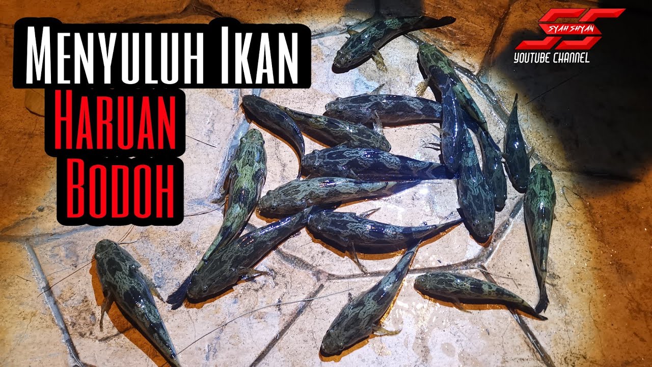 Menyuluh Ikan Ketutu/ Betutu Tengah Malam | Ikan Bernilai Tinggi