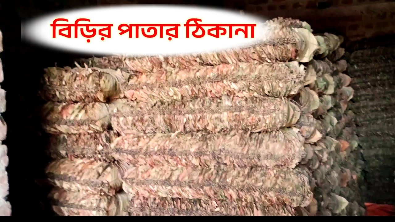 বিড়ির পাতার ঠিকানা 🤭 biri pata | biri pata kothai paoya jay | orissa biri pata | Milon Vlog