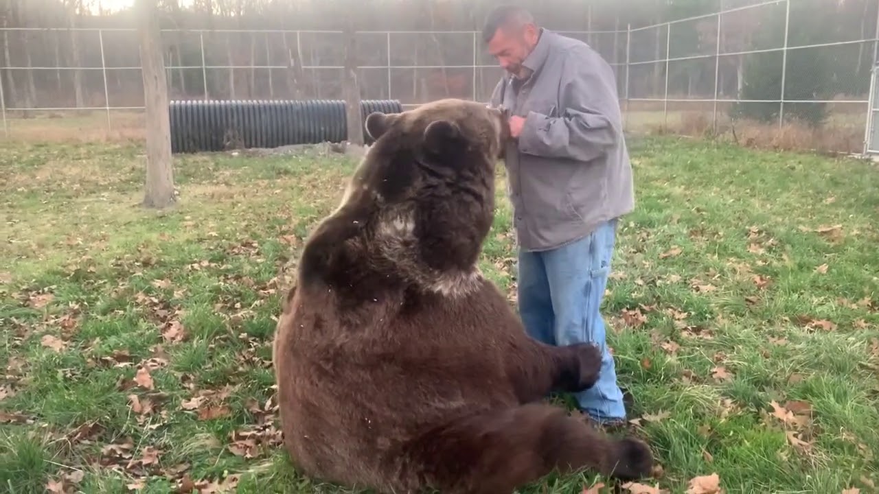 Some1 asked if there was a difference in personalities between the species of bear. Read description