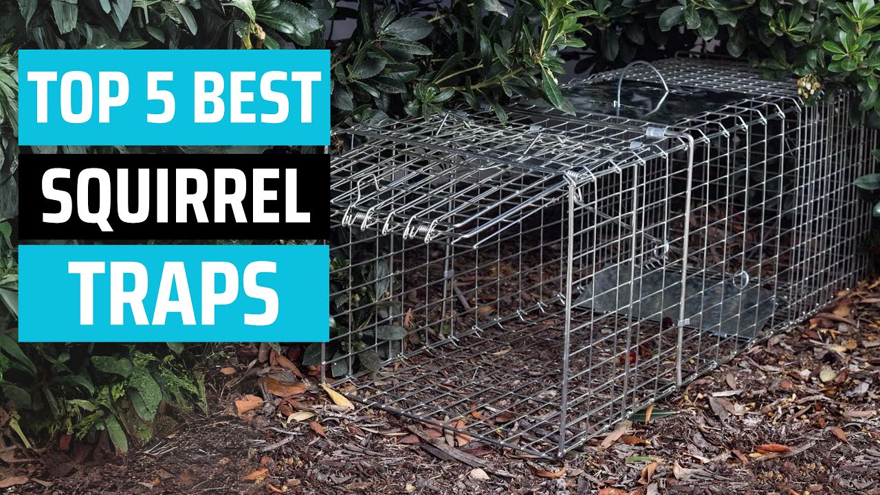 Best Squirrel Trap 2025 - [don&rsquo;t buy one before watching this]
