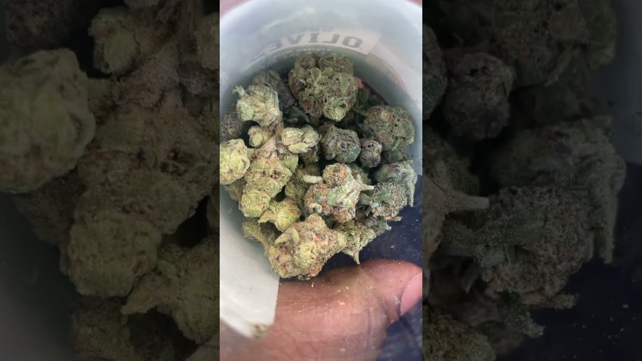 Thca king gorilla glue greenhouse  use promo code jay420 for 10% off at checkout #viral #thcaking