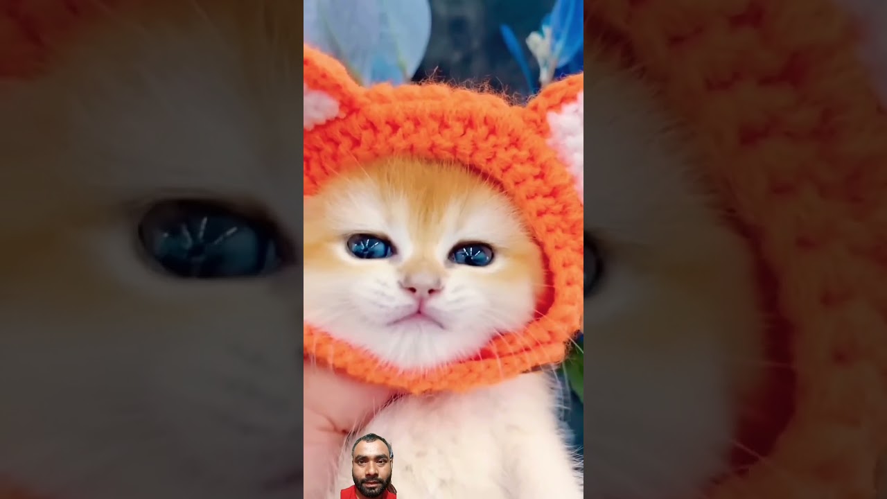 #cat cartoon #viral cat video #cat cartoon video #Bhalo cat cartoon #viral cartoon