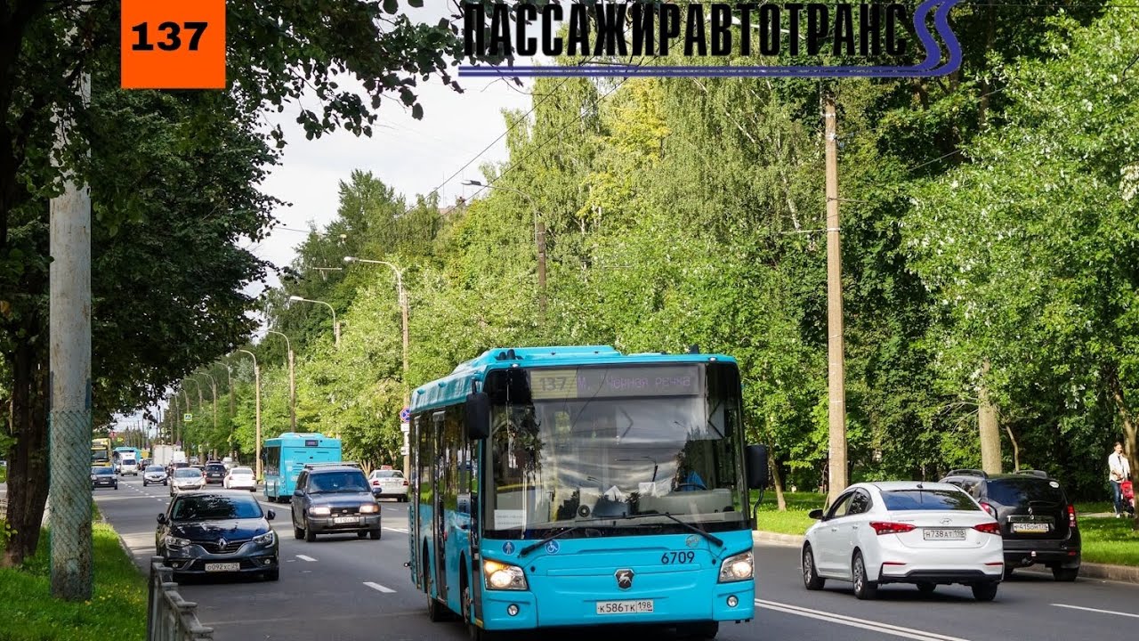 23.09.23 Автобусный маршрут 137(Временная трасса) борт. 6709 в Санкт-Петербурге.