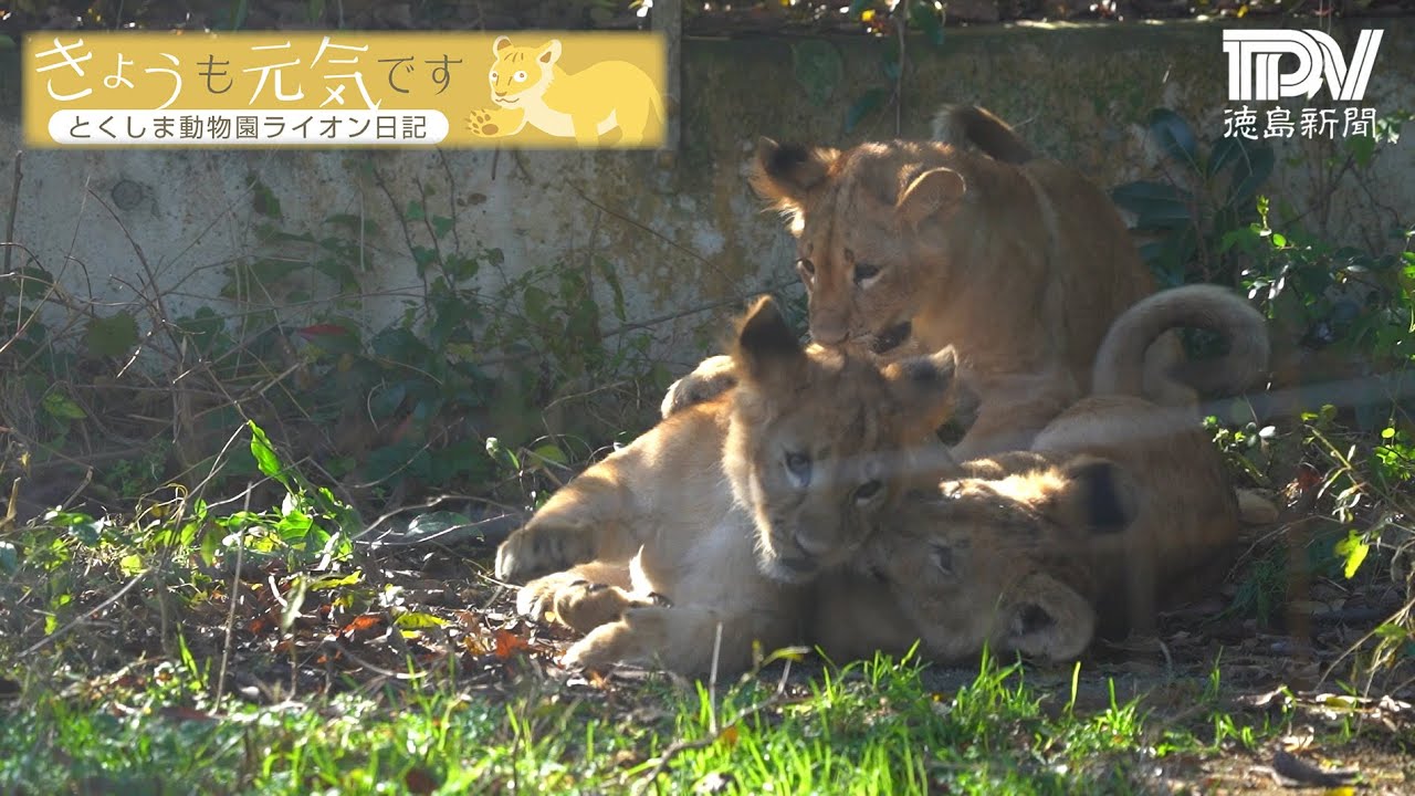 とくしま動物園ライオン日記【2022/12/12】